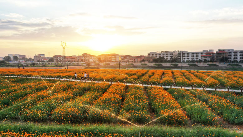 你闻，这里的冬日也可花香满城